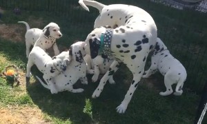Proud Dalmatian jumps into pen to play with his puppies