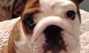 Bulldog puppy cannot get enough of his new comfy bed
