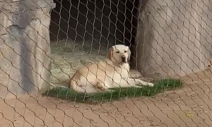 Support Dog Surprises Visitors to Cheetah Enclosure