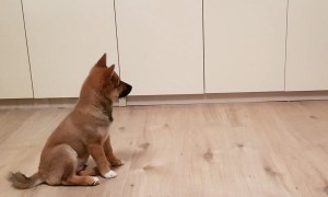 Puppy can't contain his excitement when owner comes home