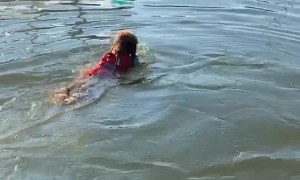 Doggo Dives Directly onto Friend