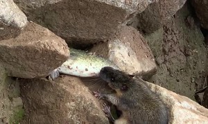 Fishing Rat Carries Catch Away
