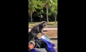 Cat rides on the front of owner's motorbike