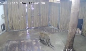 Two-year-old Israeli mauled by leopard after relative opens zoo enclosure