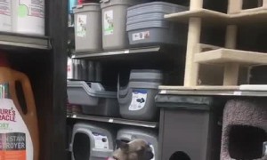 Dog amazingly balances and rides a scooter on her own