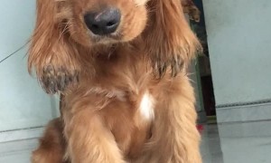 Drowsy Doggo Droops Down