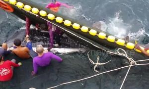 Fishermen save endangered whale shark trapped in trawler's net