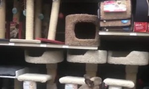 Talented Pooch Playing on Scooter