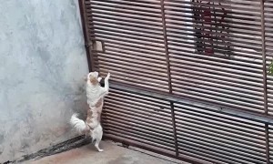 Clever Canine Gets Caught Making Escape