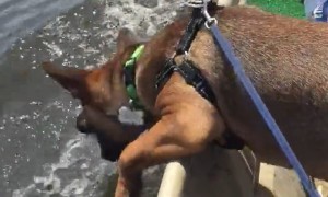 Dog hilariously attempts to drink water during boat ride