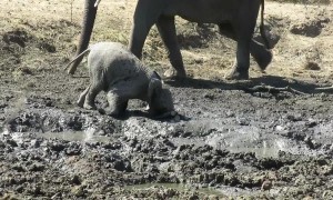 Playful baby elephant loves ploughing his face through the mud in South Africa