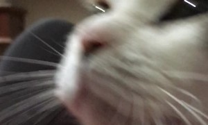 Sweet Cat Sleeps in Sweater