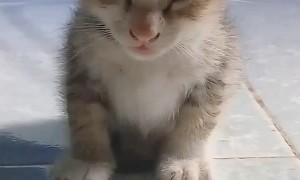 Tired Kitty Can Barely Stand