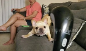French bulldog freaks out at sight of owner's back massager at their Missouri home