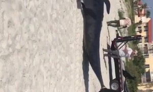 Sad morning on St. Simons Island, GA...