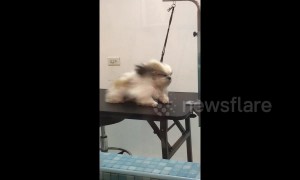 Filipino dog struggles to stay on table while hair dryer blows