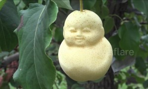 Chinese farmer grows bizarre baby-shaped pears