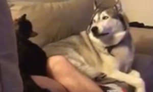 Stubborn husky throws tantrum when owner pets the cat