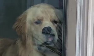 Poor Pup Waits Patiently