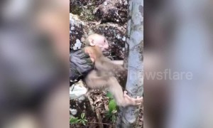 Baby monkey in China rescued after getting its arm trapped in a tree