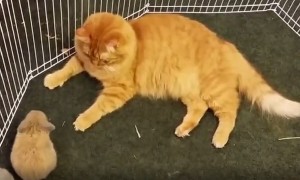 Baby bunnies adorably mistaken for kittens by caring cat