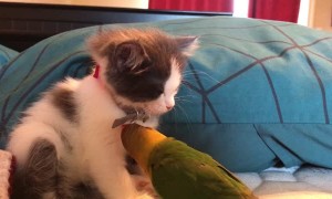 Parrot Plays with Sleepy Kitty's Bling