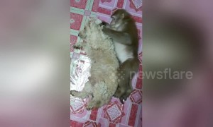 Thai dog groomed by monkey friend