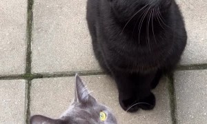 Cute Cats are Bird Bothered