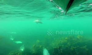 Incredible moment UK kayaker surprised by friendly pod of Atlantic grey seals