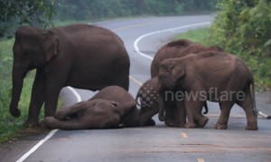 Elephant family tries to wake up dozing jumbo enjoying a nap on Thai road