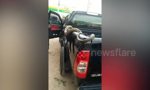 Thai man sparks panic after leaving his pet King Cobra in the back of pickup truck