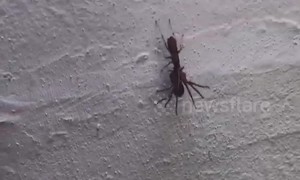 Insane moment wasp paralyzes huge Huntsman spider in Australia and DRAGS it away
