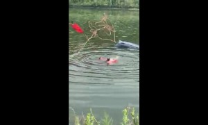 Rescue swimmers save driver from sinking car