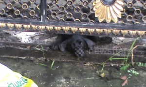Dog rescued after spending two days with head stuck under gate in Thailand