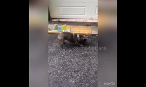 Hilarious moment woman runs away screaming after French Bulldog fails to protect her from bug