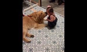 Gentle pup gives toddler sweet kiss