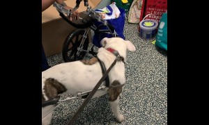 Disabled dog excited for brand new wheelchair