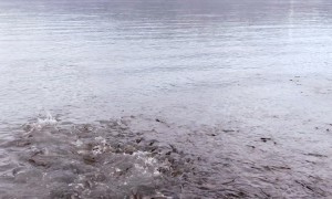 Valdez Salmon Run from the Sky