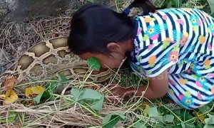 Indonesian toddler kisses and pets five-metre python in dangerous encounter