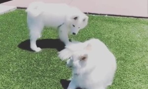 Samoyed invites friend to play, gets instantly ignored