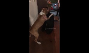 Excitable dog reunited with owner in El Salvador after spending two years apart