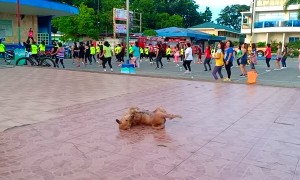 Dog Does Fitness Dance