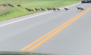 Turkeys Hold Up Traffic