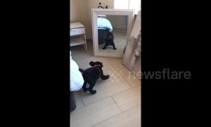 Adorable black Labrador puppy wants to fight himself in the mirror