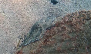 Octopus Plays Hide and Seek