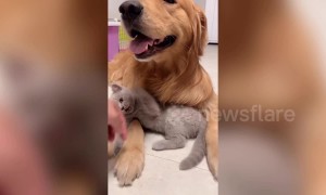 Meet the golden retriever and kitten that are best friends in China