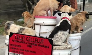 Bunch of Dogs on a Bike