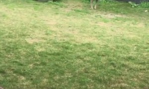 Backyard Roo Shenanigans