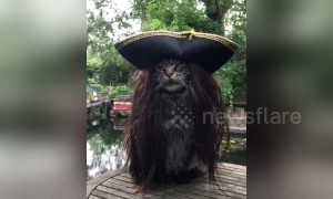 Captain Jack Purr-ow: Most majestic pirate ever is this cat in a wig
