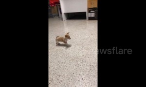Brave chihuahua puppy barks at bigger dog